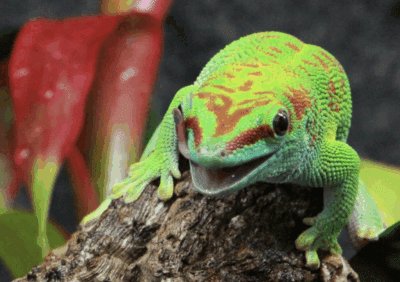 10 of The Oddest Lizards We Spotted at The New Gecko Gallery in Bushwick
